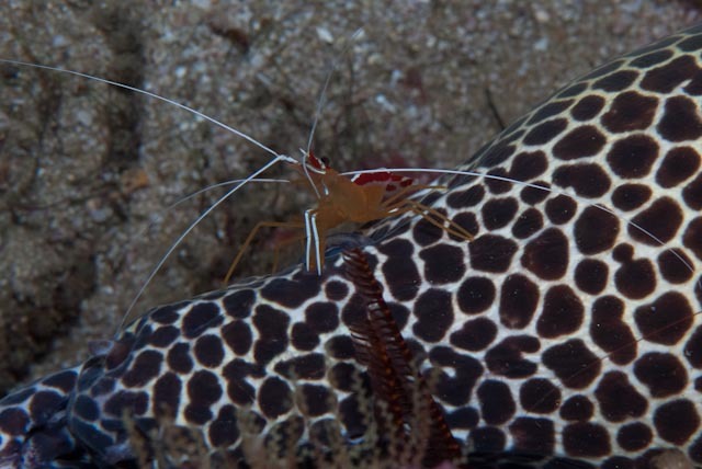 cleaner-shrimp