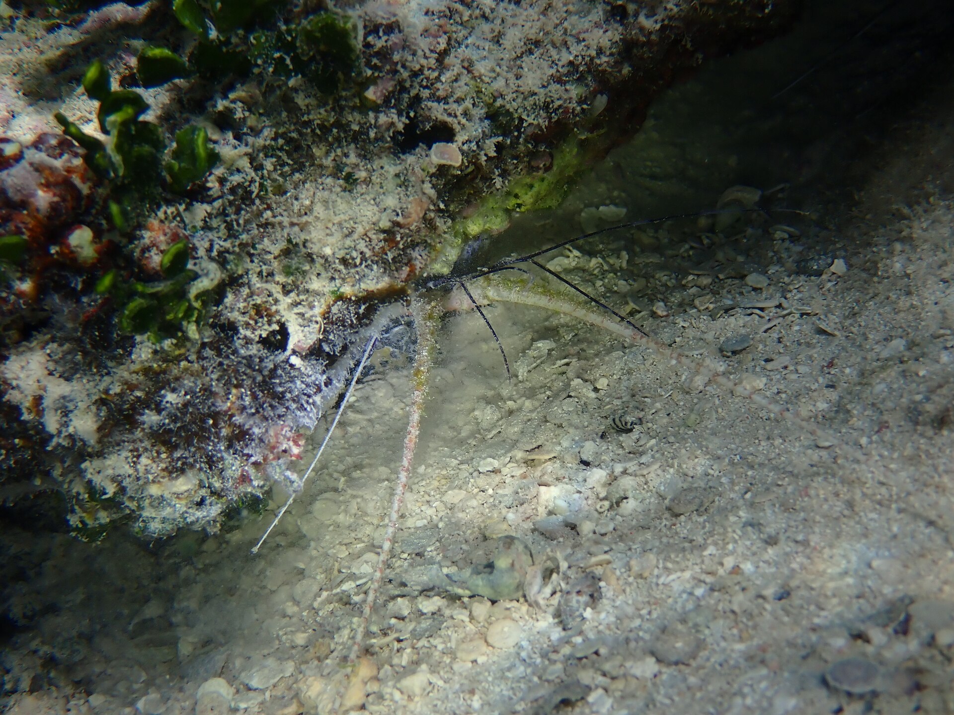 spiny-lobster