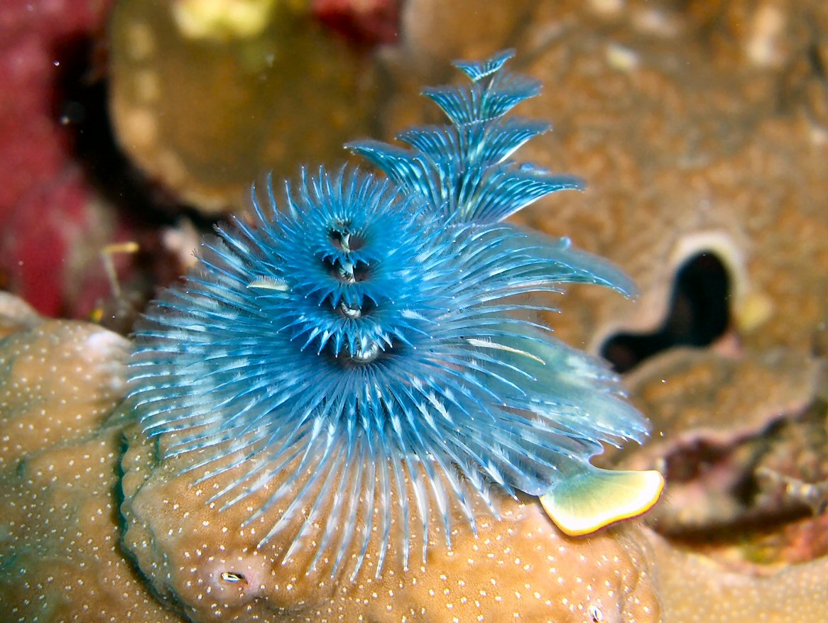 christmas-tree-worm