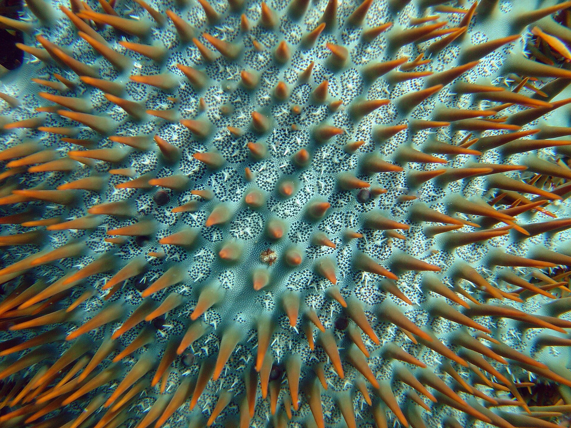 crown-of-thorns