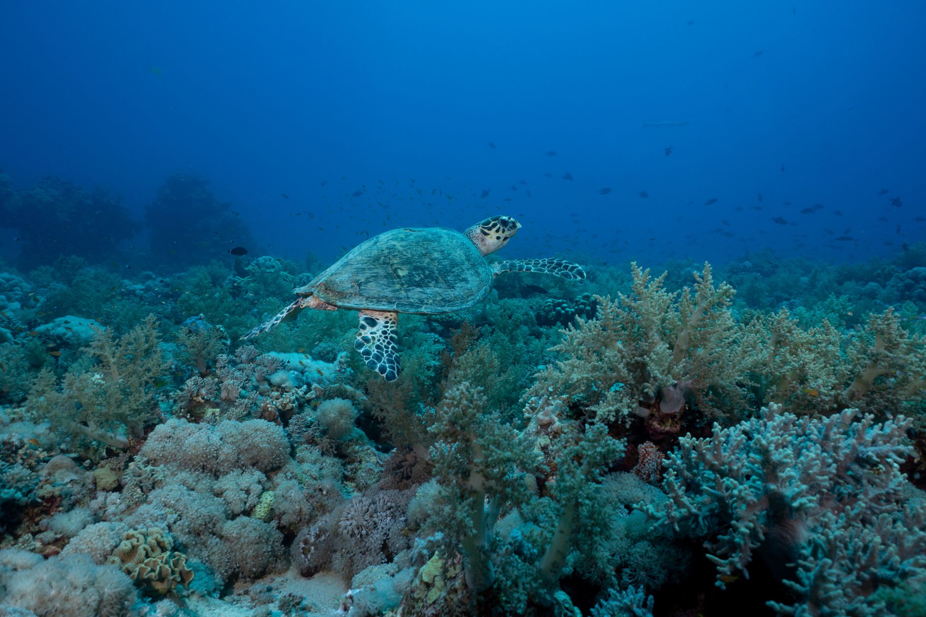 hawksbill-turtle