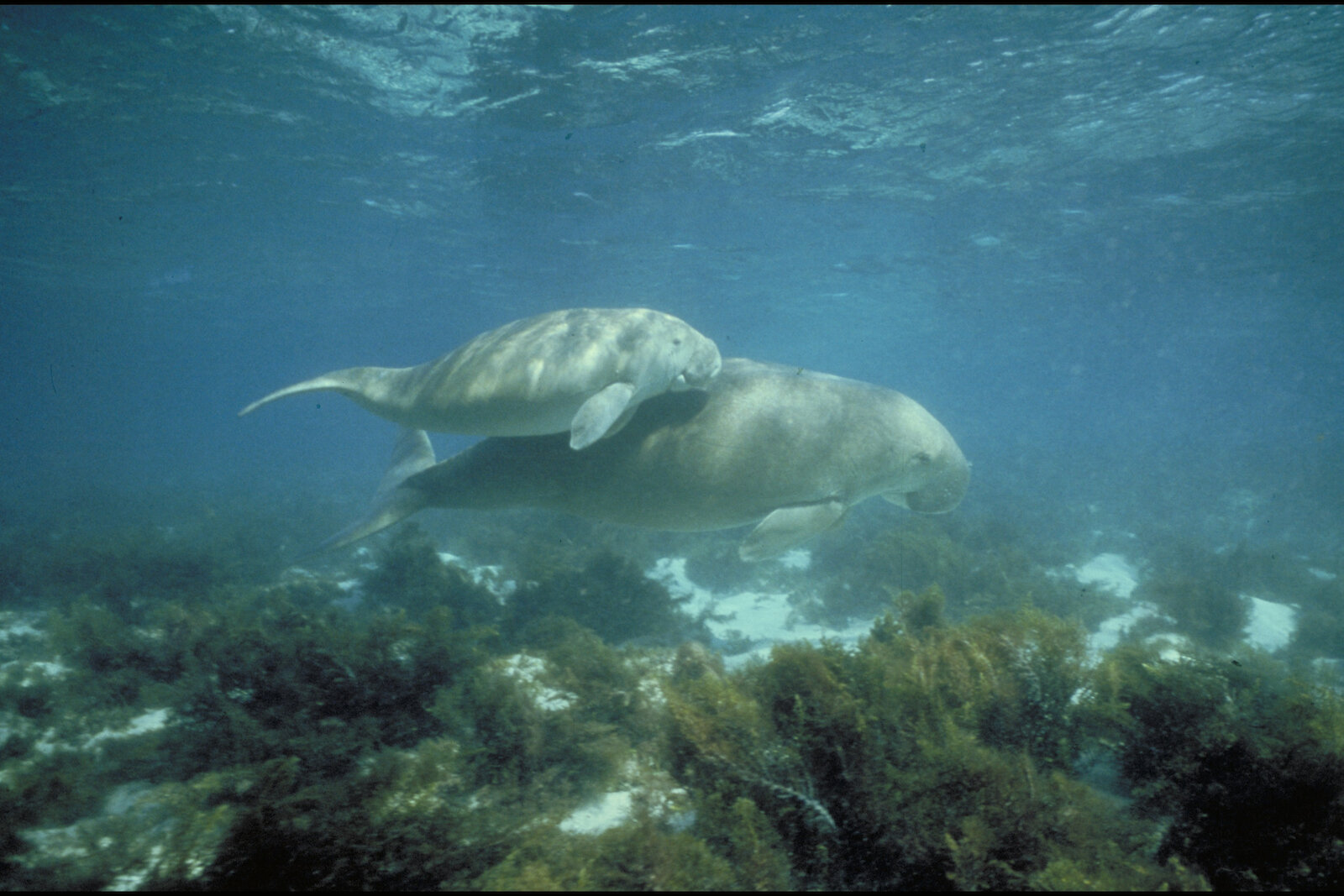 dugong