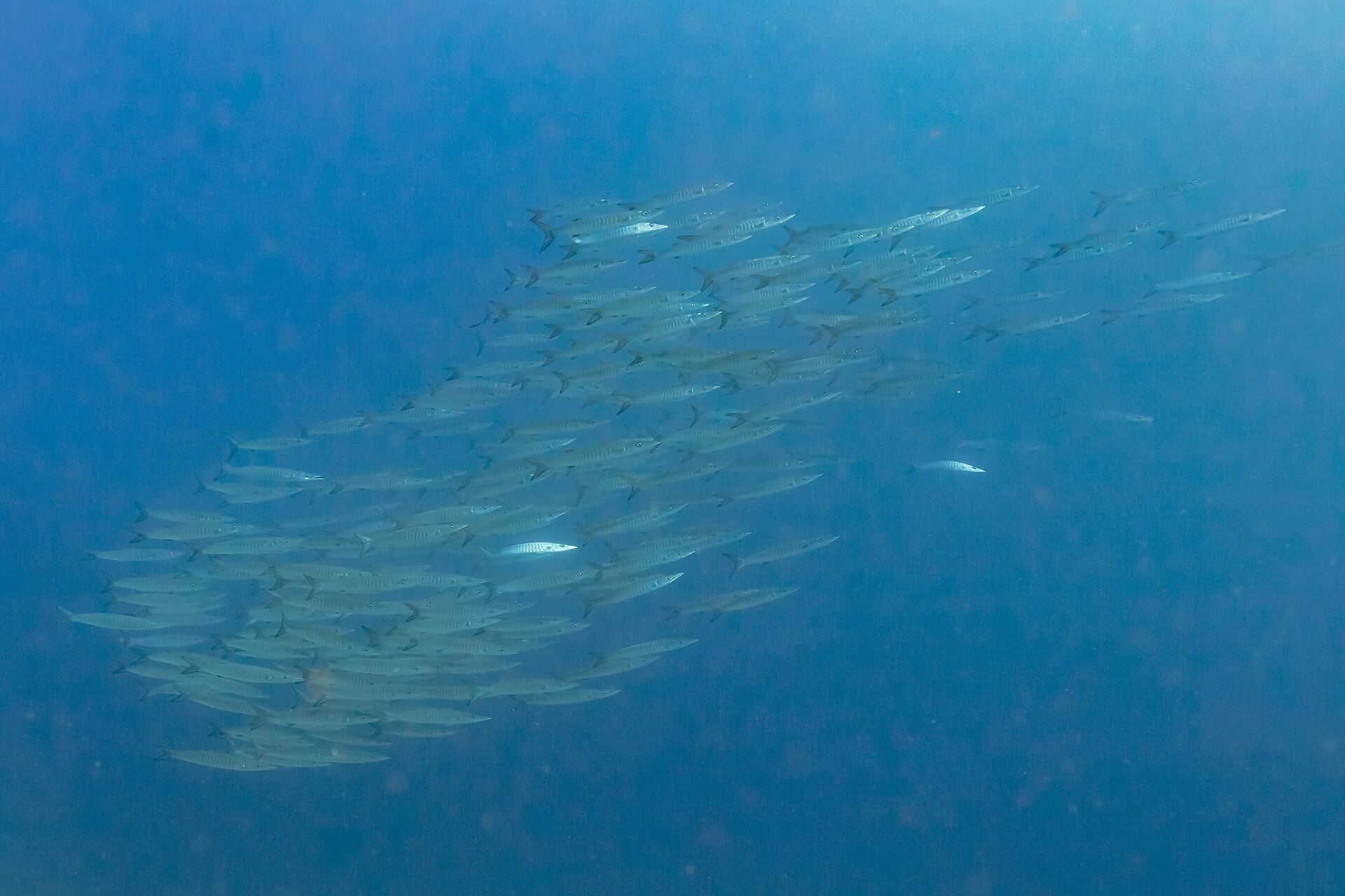 great-barracuda
