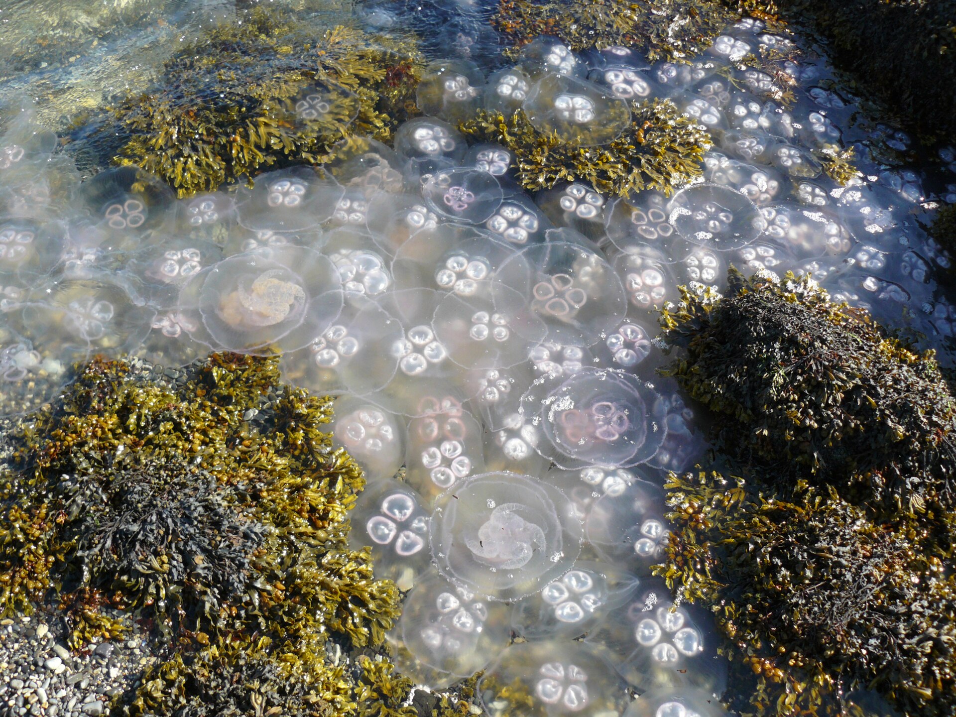 moon-jellyfish