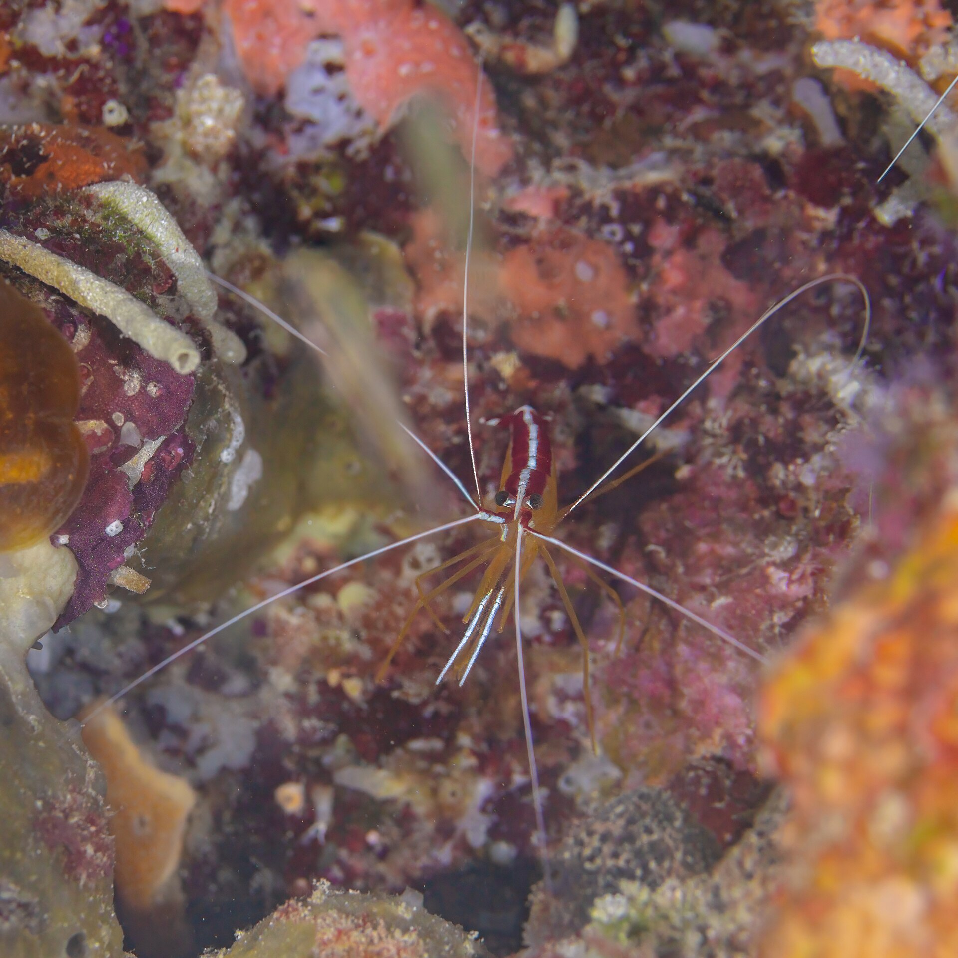cleaner-shrimp