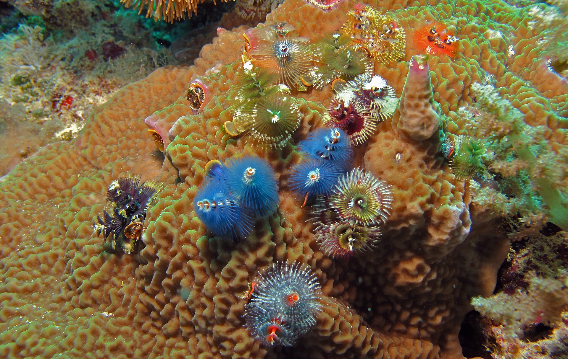 christmas-tree-worm