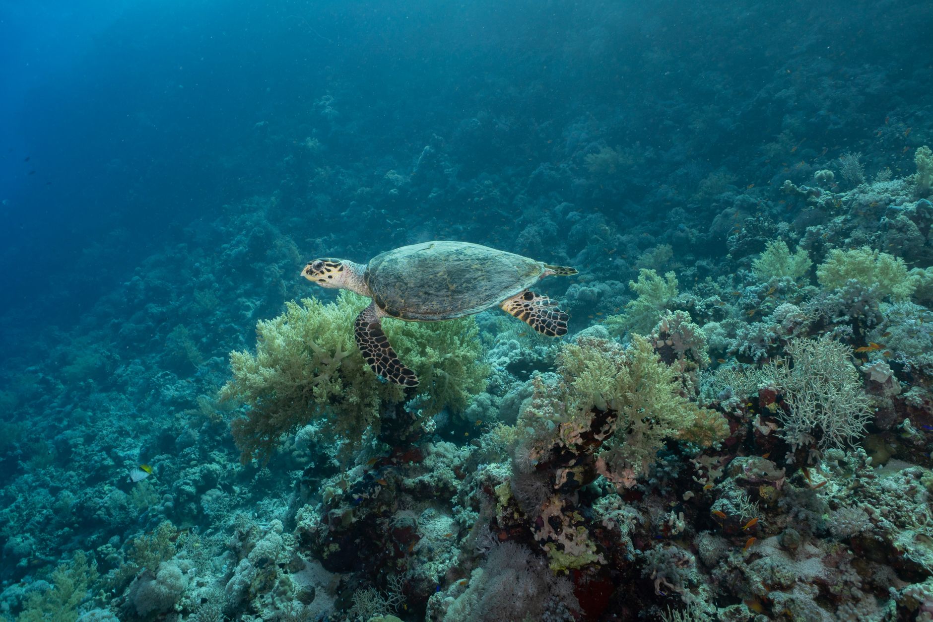 hawksbill-turtle