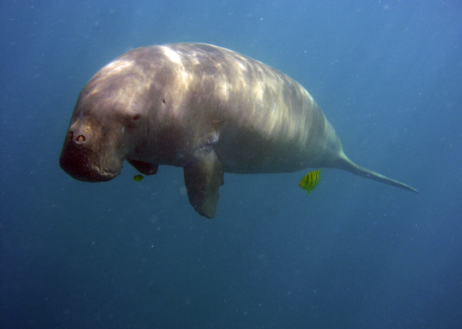 dugong