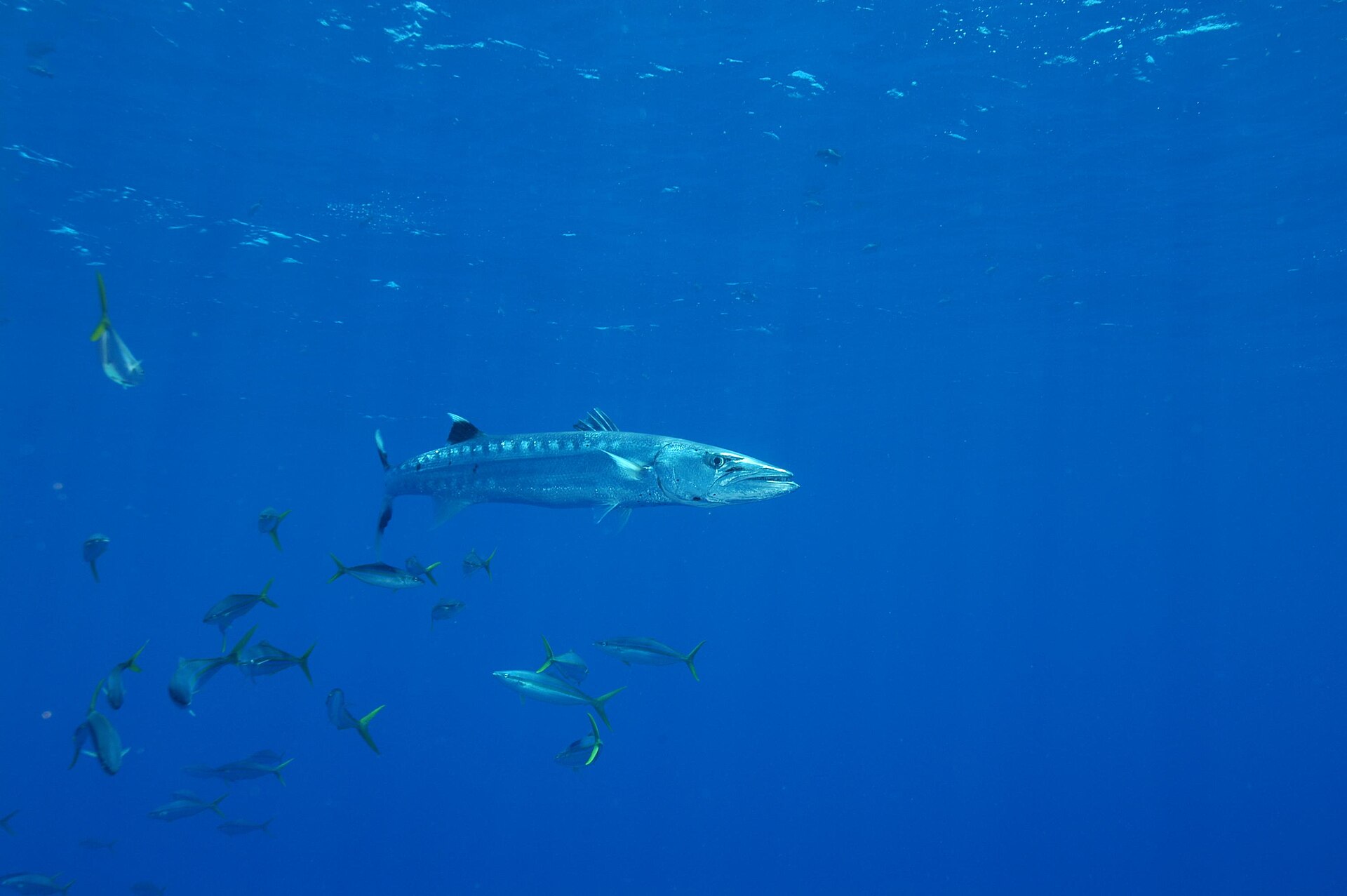 great-barracuda