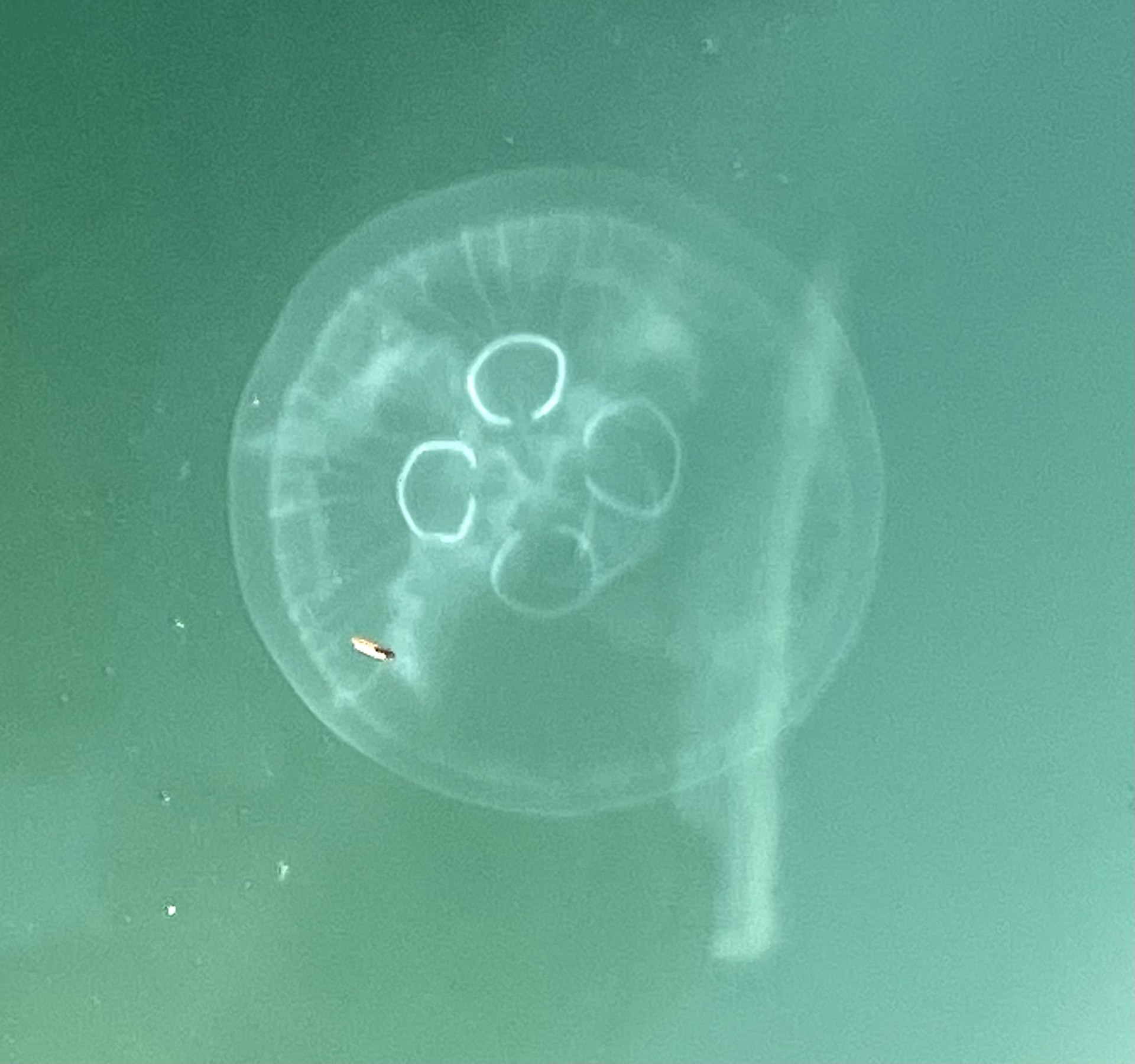 moon-jellyfish