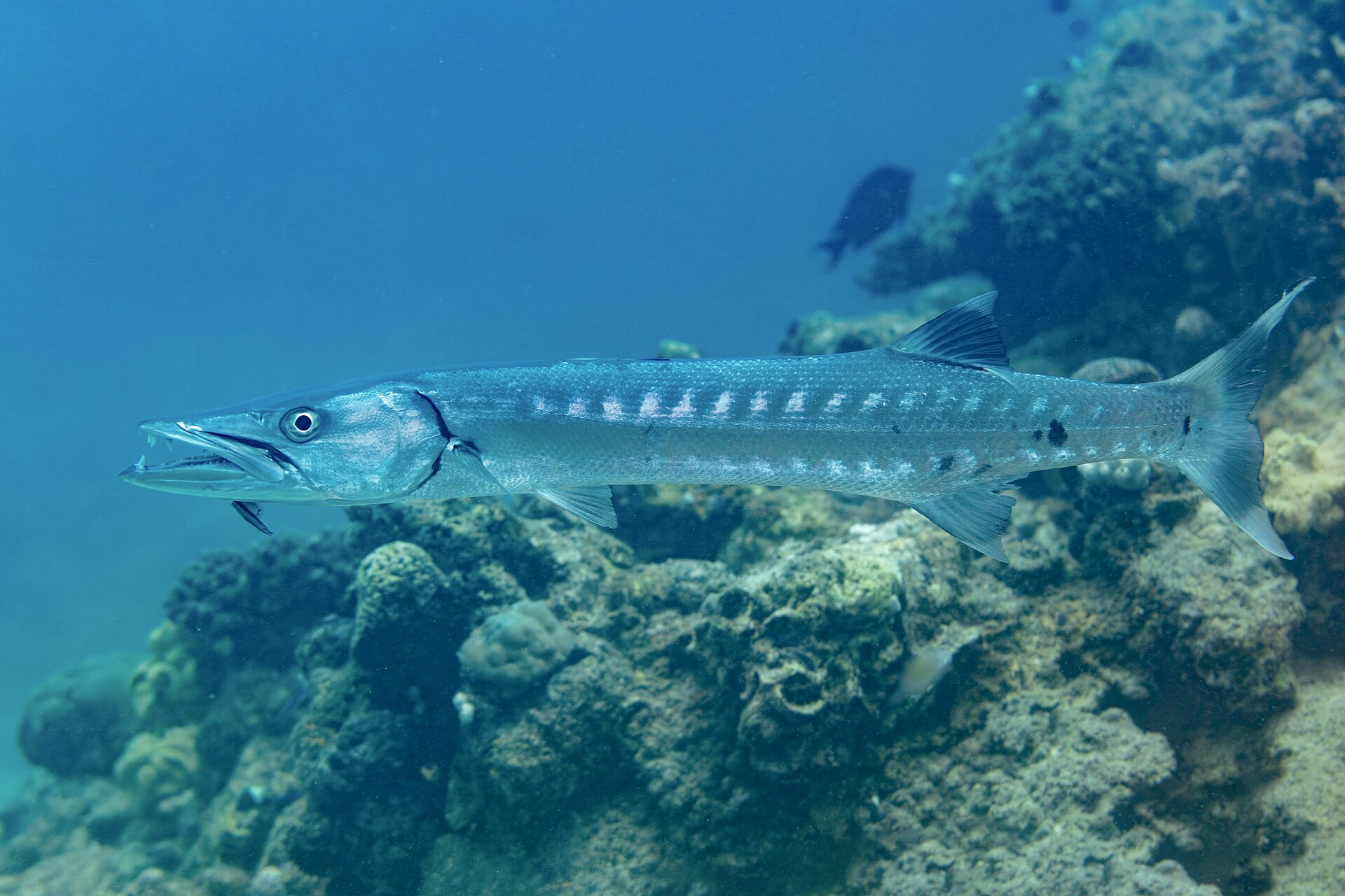 great-barracuda