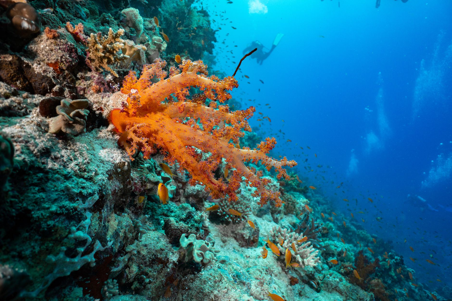 underwater-photography