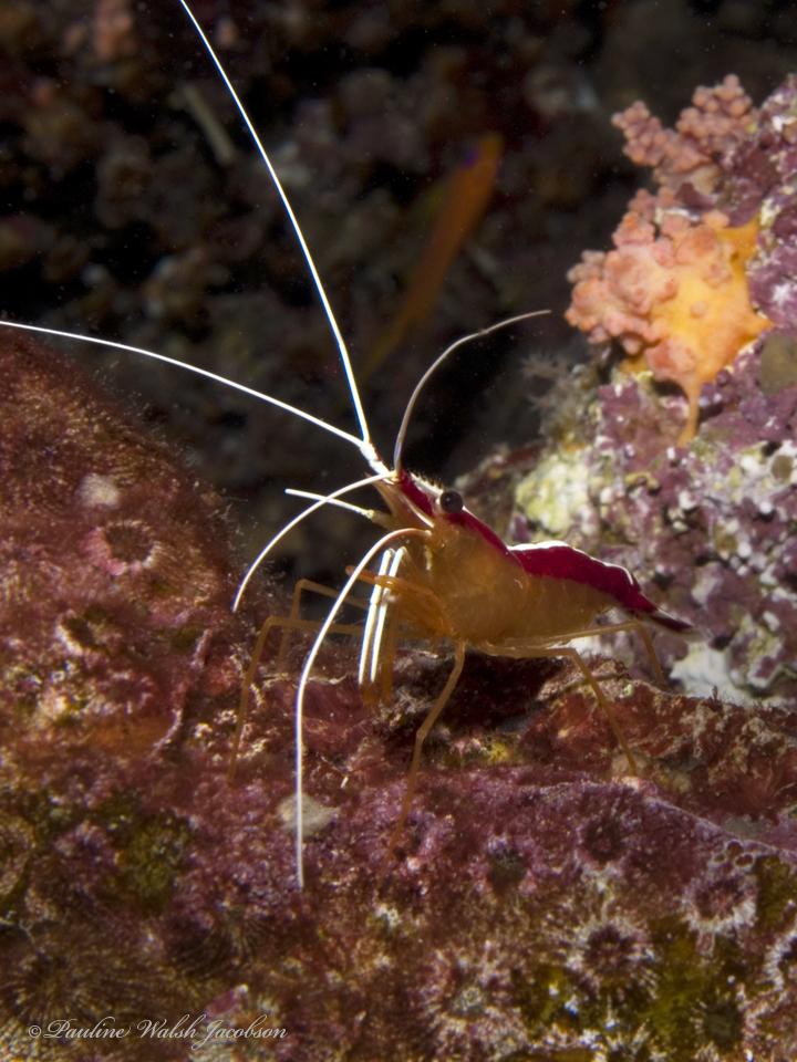 cleaner-shrimp