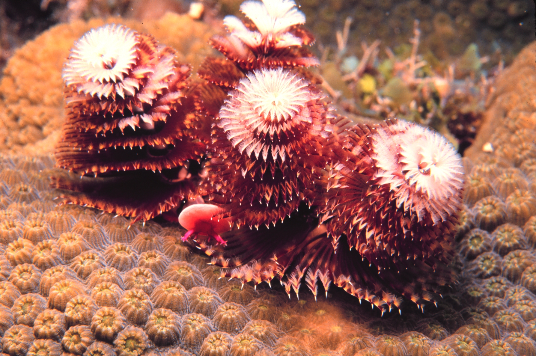 christmas-tree-worm