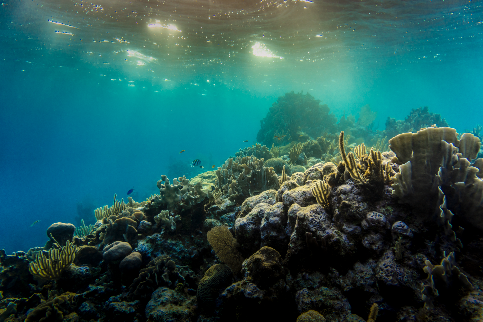 underwater-photography
