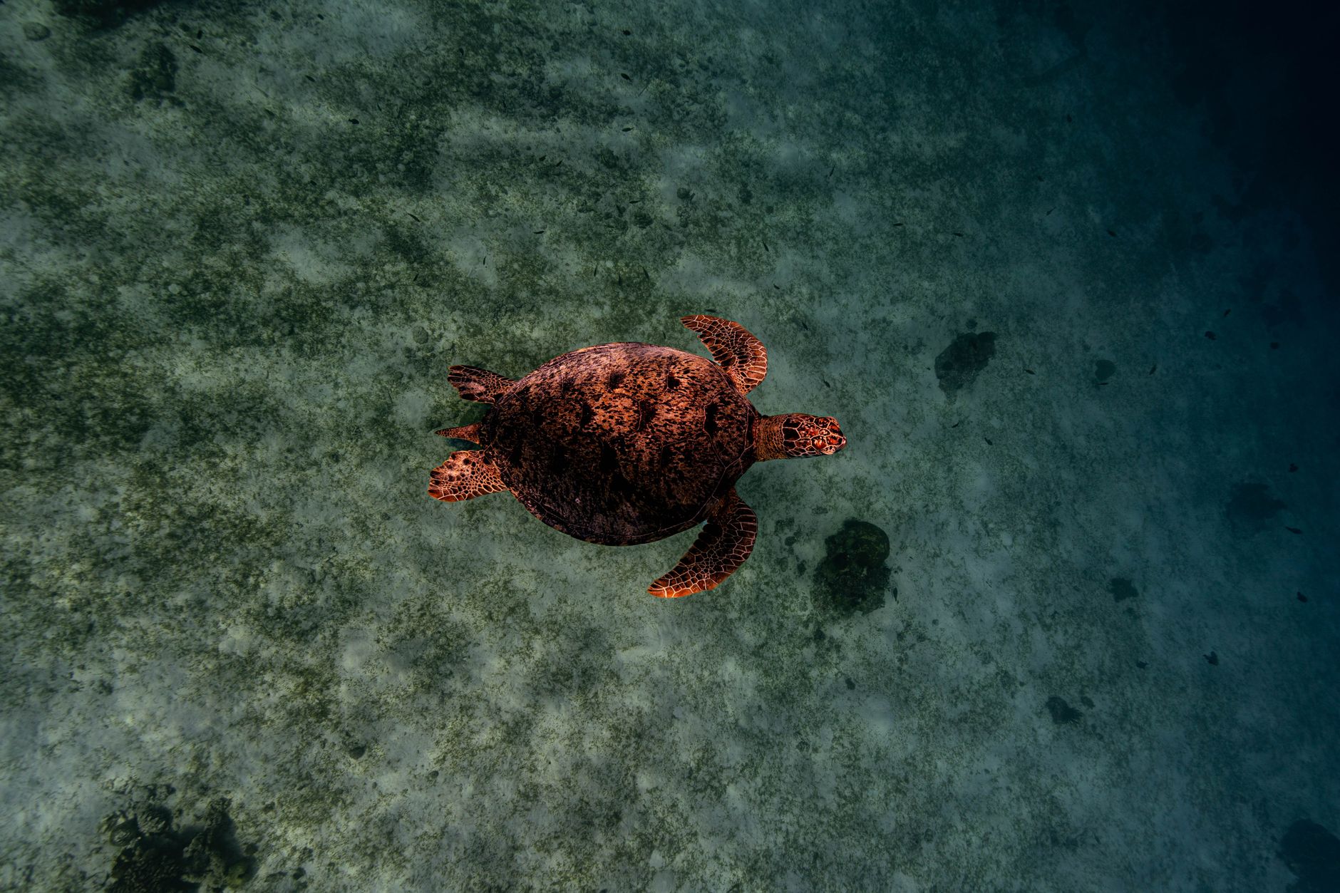 매부리바다거북(Eretmochelys imbricata) 완벽 도감 — 산호초의 호박 무늬 수호자