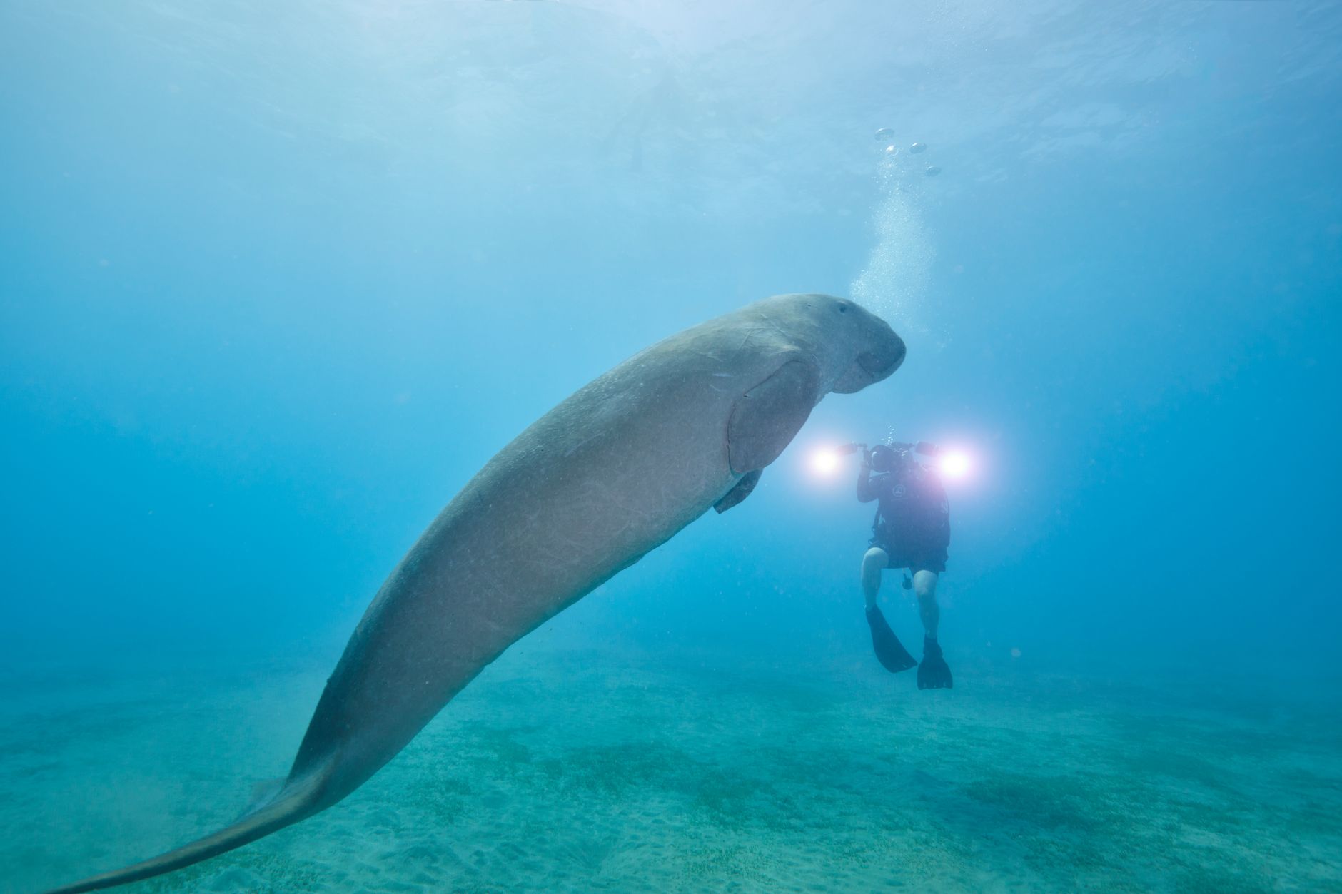 듀공(Dugong dugon) 완벽 도감 — 인어 전설의 주인공, 해초 바다의 마지막 거인