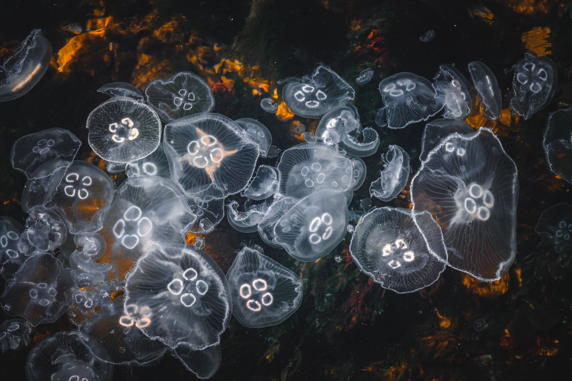 문 젤리피시·보름달물해파리(Aurelia aurita) 완벽 도감 — 전 세계 바다를 떠도는 반투명 원반