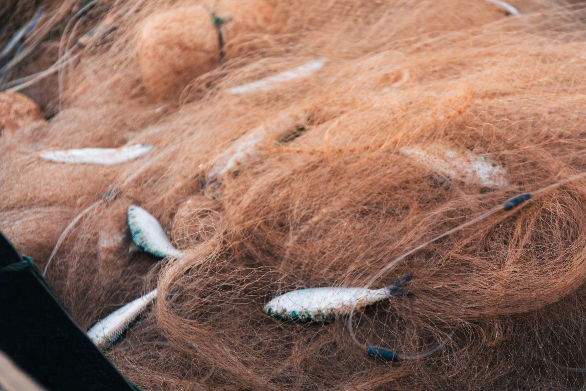 그물에 걸린 물고기들 — Photo via Pexels (pexels.com), Free to use