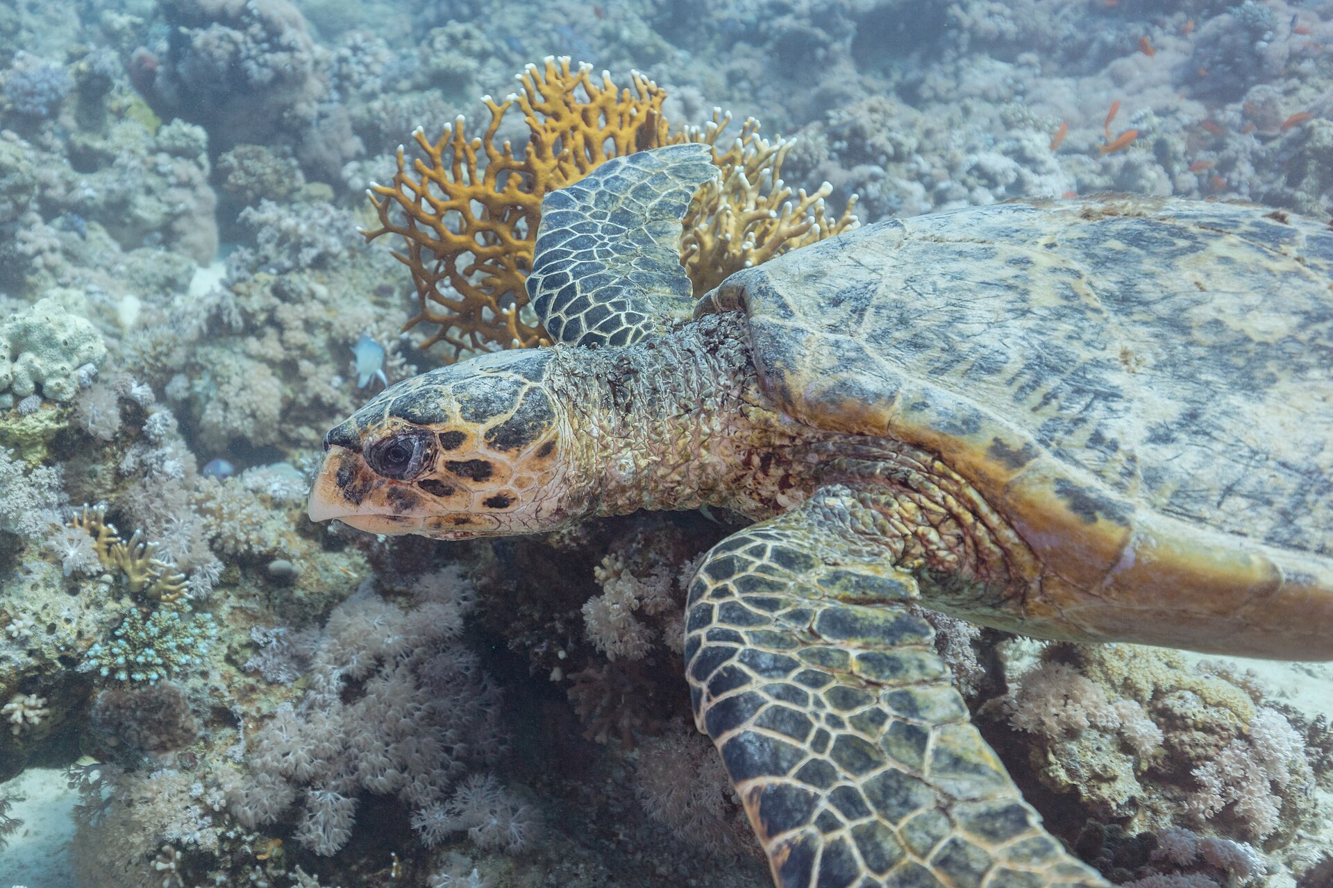 매부리바다거북(Eretmochelys imbricata) 완벽 도감 — 산호초의 호박 무늬 수호자