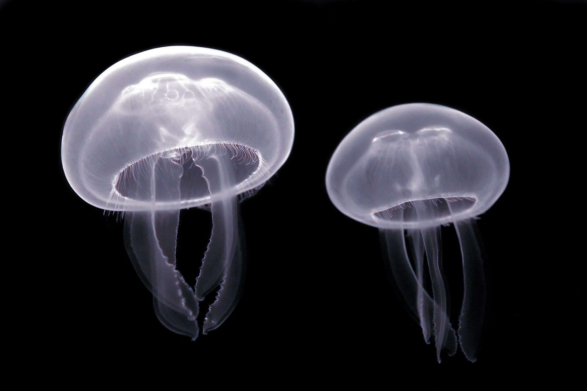 문 젤리피시(보름달물해파리)·보름달물해파리(Aurelia aurita) 완벽 도감 — 전 세계 바다를 떠도는 반투명 원반