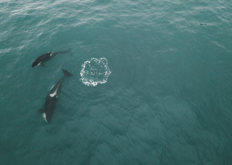 범고래(Orcinus orca) 수중 사진 — Photo via Pexels (pexels.com), Free to use