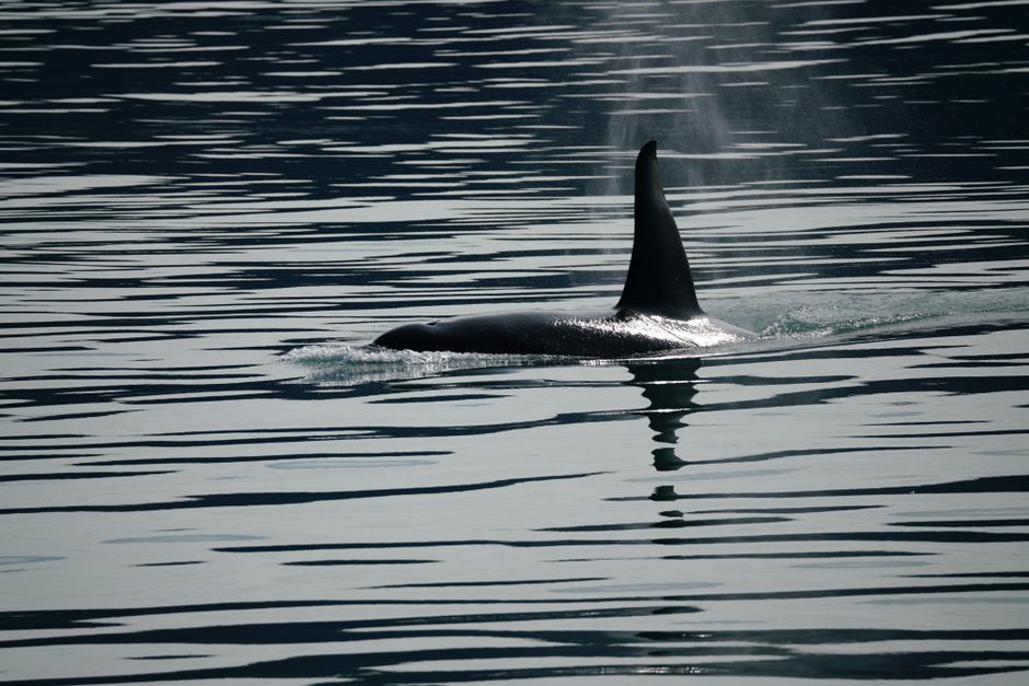 범고래(Orcinus orca) 수중 사진 — Photo via Pexels (pexels.com), Free to use