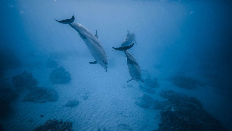 병코돌고래(Tursiops truncatus) 수중 사진 — Photo via Pexels (pexels.com), Free to use