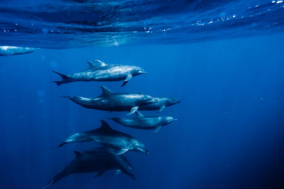 병코돌고래(Tursiops truncatus) 수중 사진 — Photo via Pexels (pexels.com), Free to use