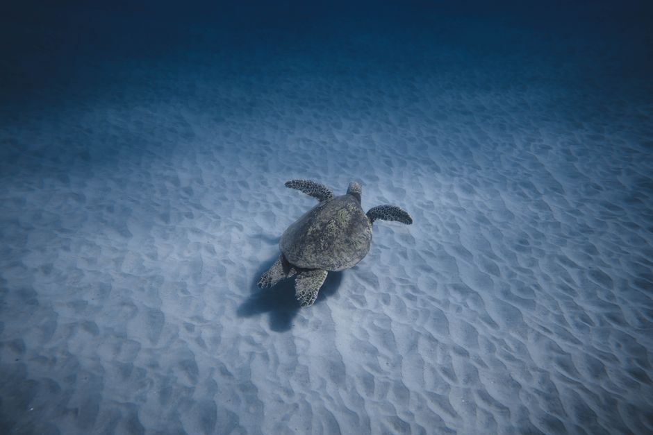 바다거북(Chelonia mydas) 수중 사진 — Photo via Pexels (pexels.com), Free to use