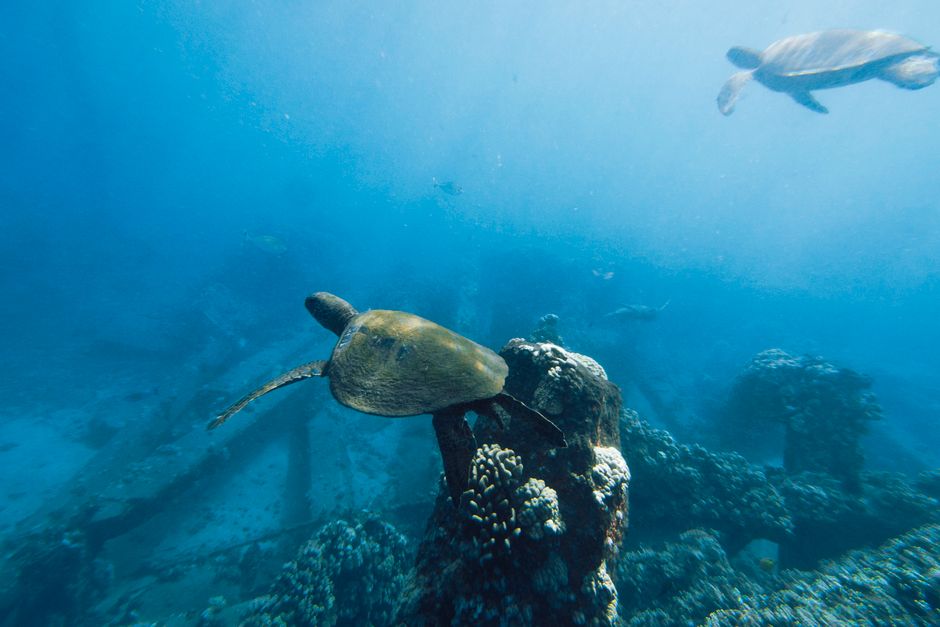 바다거북(Chelonia mydas) 수중 사진 — Photo via Pexels (pexels.com), Free to use