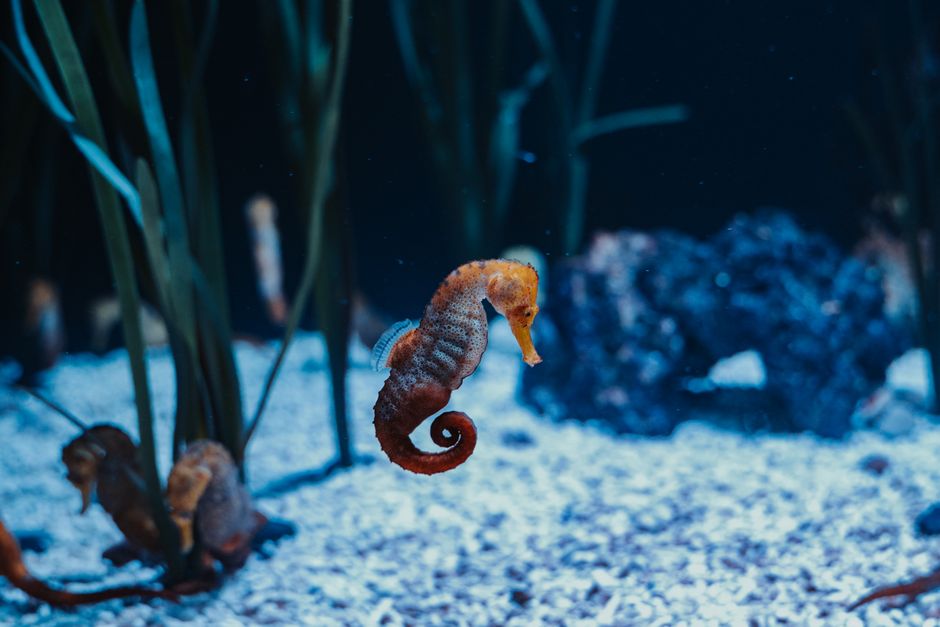 수중 해마의 섬세한 모습 — Photo via Pexels (pexels.com), Free to use