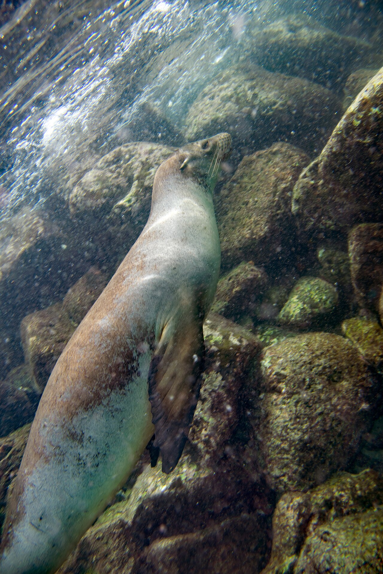 갈라파고스 바다사자(Zalophus wollebaeki) 수중 사진 — Photo via Wikimedia Commons (CC BY 2.0)