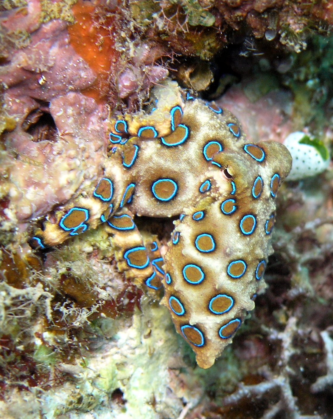 블루링 옥토퍼스(Hapalochlaena lunulata) 수중 사진 — Photo via Wikimedia Commons (CC BY 2.5)