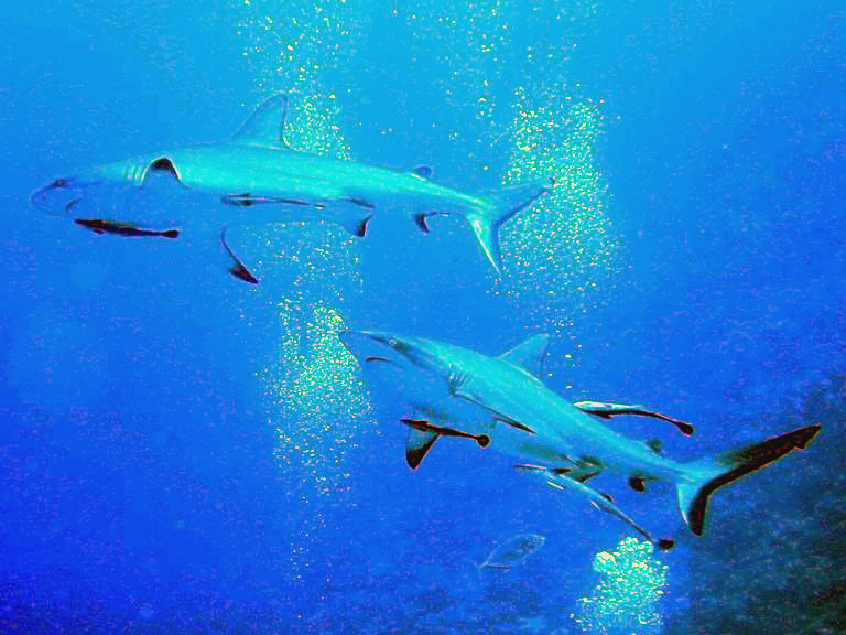 산호초 위를 유영하는 두 마리의 회색 리프 샤크(Carcharhinus amblyrhynchos) — 수면 방향으로 거품이 올라오는 수중 사진